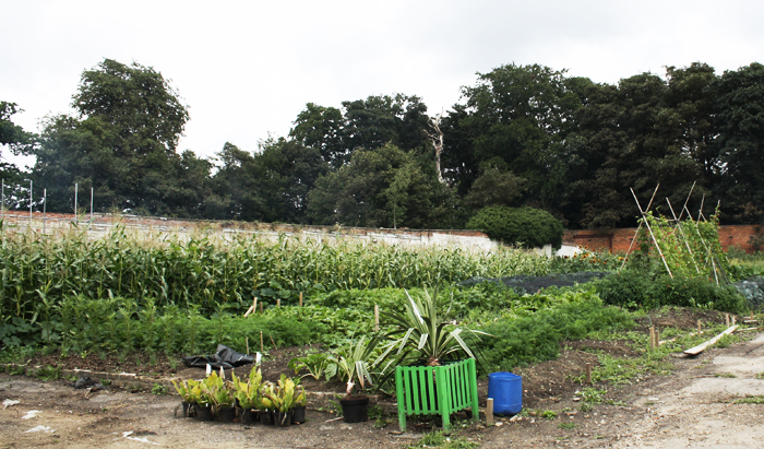 Bedfords Park Walled Garden full of vegetables