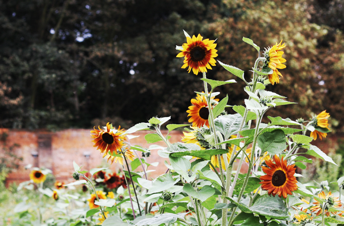 The Walled Garden in bloom